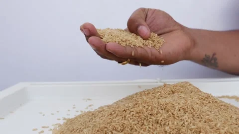 Video clip of man checking brown rice quality Stock-Footage 147689487