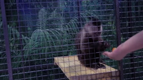 Video clip of a monkey sitting in a cage, and shows itself from behind bars Stock Footage 70828778