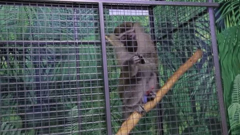 Video clip of a monkey sitting in a cage, and shows itself from behind bars Stock Footage 70829118