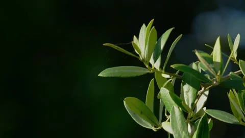 Video clip: Olive branches move in evening sun, showcasing fresh green leav.. Stock Footage 251716612