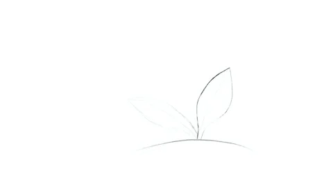 Video clip showing the process of drawing a sprout with a pencil. Stock Footage 301062574
