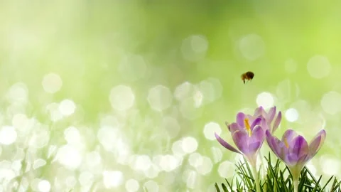 Video clip shows a close up view of a honey bee on crocus flowers Stock Footage 160832698