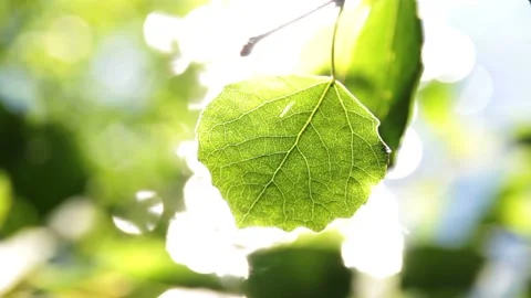 Video clip shows a closeup view of a green leaf in summertime and glittering Stock Footage 160830849
