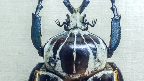 Video clip with various bizarre bugs and strange insects all around the world Stock-Footage 208664958