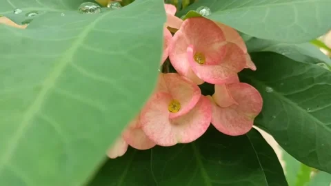 Video Close-up of the crown of thorns. Stock Footage 158886160