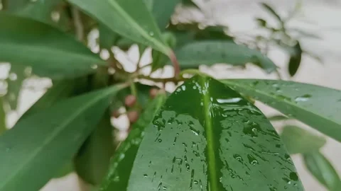 Video close up drops of rain falling on the leaves. Stock Footage 158886181