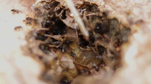 Video of close-up, stingless bee colonies or Apis Trigona in the hive Stock Footage 258765955