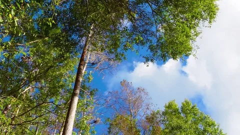 VIDEO OF CLOUDS MOVING ABOVE THE TREES 8 Stock Footage 83146337