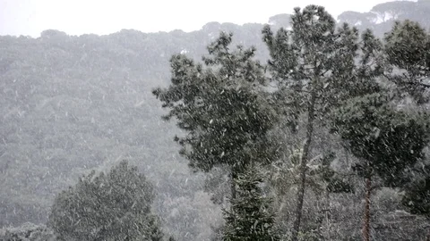 Video of a cloudy day and dropping a strong snowfall in a pine forest Stock Footage 87063951