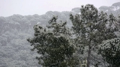 Video of a cloudy day and dropping a strong snowfall in a pine forest Stock Footage 87065110