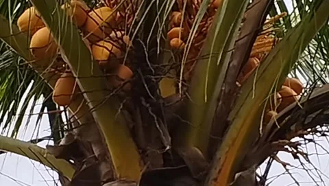 Video of a coconut tree with very dense coconuts on the tree Video stock 228806752
