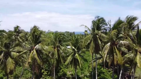 Video of coconut trees Stock Footage 183668596