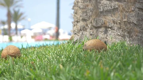 Video of coconuts falling on the grass in 4K Stock Footage 76850063