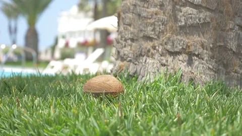 Video of coconuts falling on the grass in 4K Video stock 78845532