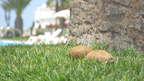 Video of coconuts falling on the grass in 4K Stock Footage