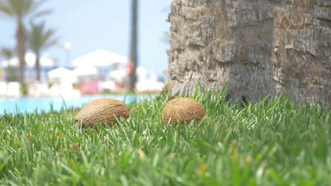 Video of coconuts falling on the grass in 4K Video stock 80641451