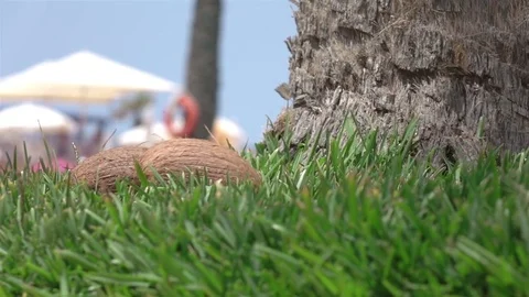 Video of coconuts falling on the grass in real slow motion Video stock 78867331