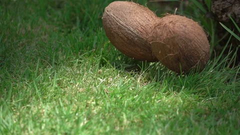 Video of coconuts falling on the grass in real slow motion Video stock 85970766