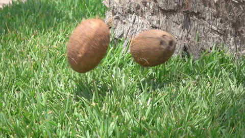 Video of coconuts falling on the grass in real slow motion Video stock 86020275