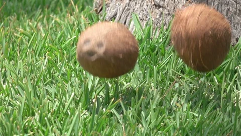 Video of coconuts falling on the grass in real slow motion Video stock 87322108