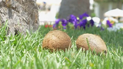 Video of coconuts on the grass under palm tree pack shot in 4K Stock Footage 75044788