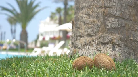 Video of coconuts on the grass under palm tree pack shot in 4K Stock Footage 76258869