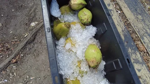 Video of coconuts on ice in a container. Stock Footage 223962016