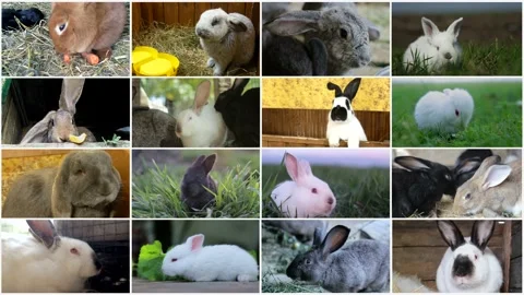 Video collage of lovely Easter fluffy bunnies, adorable bunnies eating carrots Stock Footage 211732402