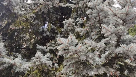 Video with Colorado Blue Spruce tree. In Romania Stock Footage 246359228