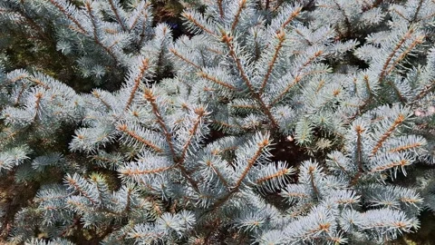 Video with Colorado Blue Spruce tree in Romania. Picea pungens Stock Footage 280776341