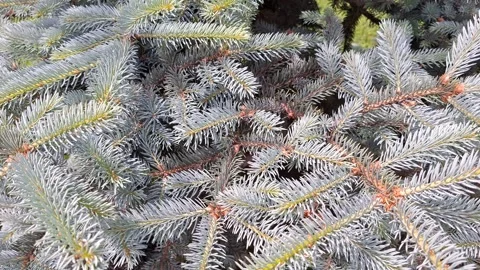 Video with Colorado Blue Spruce tree in Romania. Picea pungens Stock Footage 310517984