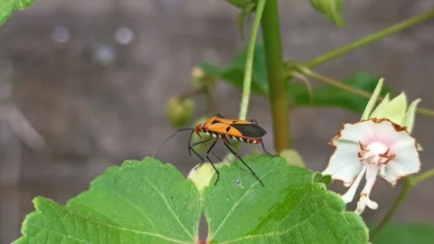 Video of colorful leafhopper insect macro image background Stock Footage 328203868