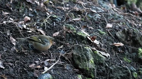 Video of a Common Chaffinch sitting on a ground in the woods. Stock Footage 233728667