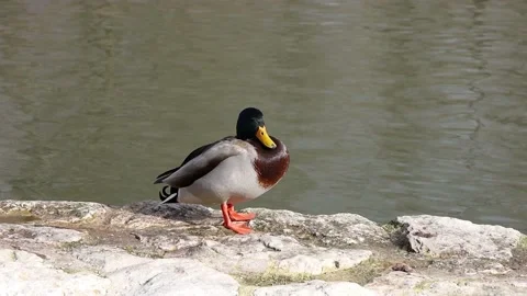 Video of a common duck perched on the stone wall of a still pond as the water Stock Footage 151555446