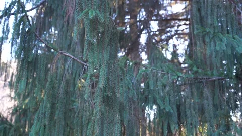 Video of a coniferous tree in the forest Stock Footage 166349625