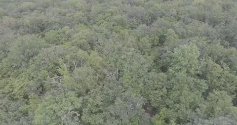 Video from a copter, forest, green trees, summer Stock Footage 311525521