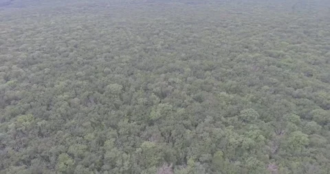 Video from a copter, forest, green trees, summer Stock Footage 311525522