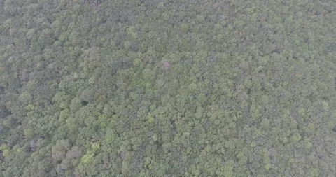 Video from a copter, forest, green trees, summer Stock Footage 311526542