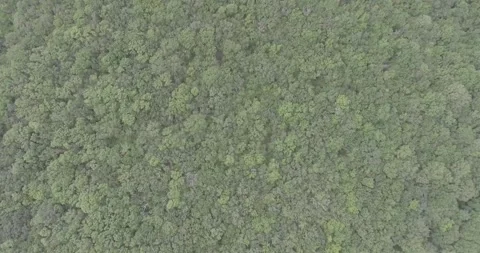 Video from a copter, forest, green trees, summer Stock Footage 311526656