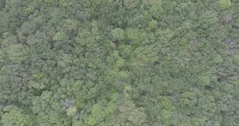 Video from a copter, forest, green trees, summer Stock Footage 311526686