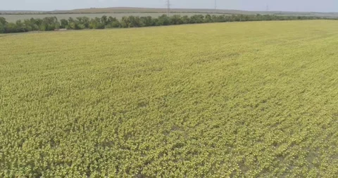 Video from a copter, nature of Crimea, fields, meadows, plants, summer Stock Footage 311525647