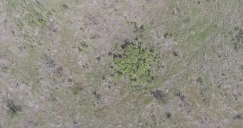 Video from a copter, nature of Crimea, fields, meadows, plants, summer Stock Footage 311525947