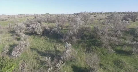 Video from a copter, nature of Crimea, fields, meadows, plants, summer Stock Footage 311526043