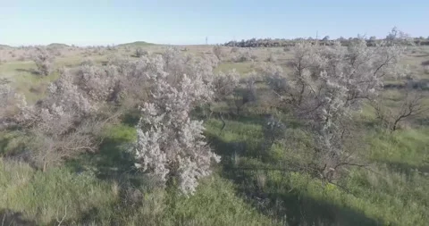 Video from a copter, nature of Crimea, fields, meadows, plants, summer Stock Footage 311526049