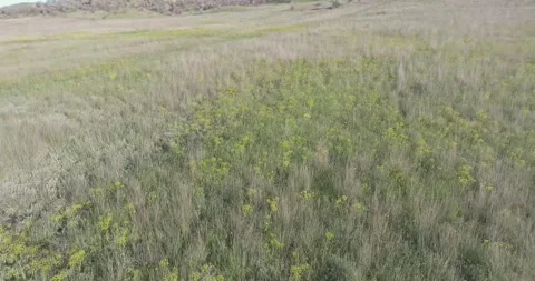 Video from a copter, nature of Crimea, fields, meadows, plants, summer Stock Footage 311526050