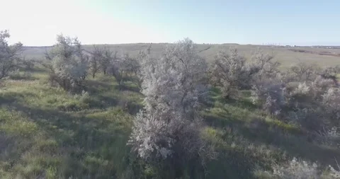 Video from a copter, nature of Crimea, fields, meadows, plants, summer Stock Footage 311526053