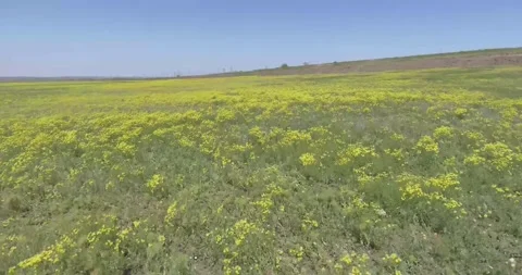Video from a copter, nature of Crimea, fields, meadows, plants, summer Stock Footage 311526067