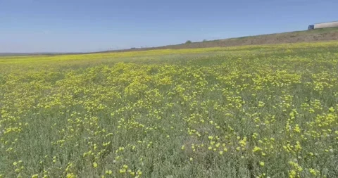 Video from a copter, nature of Crimea, fields, meadows, plants, summer Stock Footage 311526077