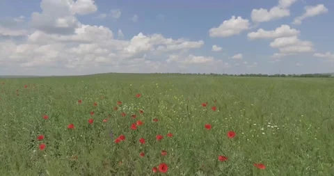 Video from a copter, nature of Crimea, fields, meadows, plants, summer Stock Footage 311526131