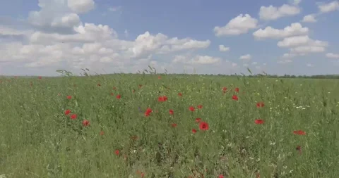 Video from a copter, nature of Crimea, fields, meadows, plants, summer Stock Footage 311526132